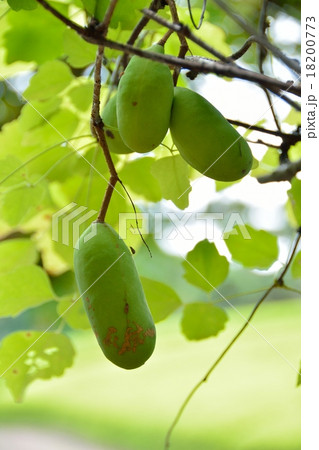 あけびの実 18200773