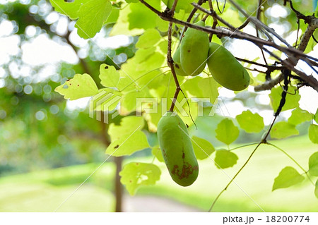 あけびの実 18200774