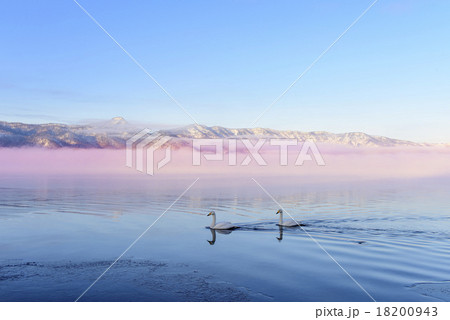 屈斜路湖の白鳥 18200943