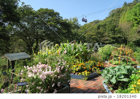 家庭菜園ポタジェの写真素材