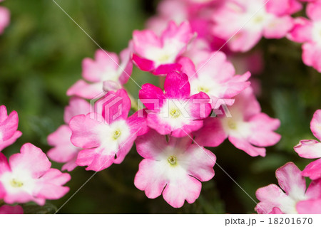 バーベナ 18201670