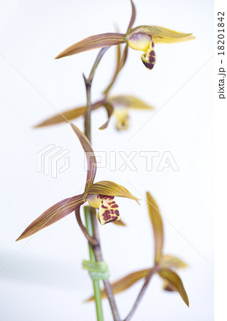 中国糸蘭　緋宝　 18201842