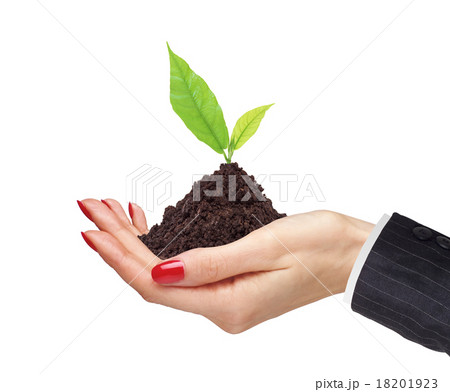 woman's hands are holding green plant on white woman's hands are holding green plant on white 18201923