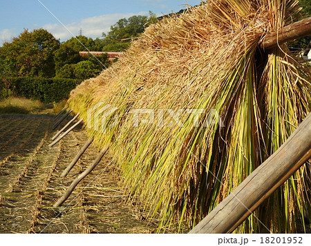 稲刈り・乾燥・脱穀・収穫 18201952