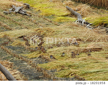 稲刈り・乾燥・脱穀・収穫 18201958