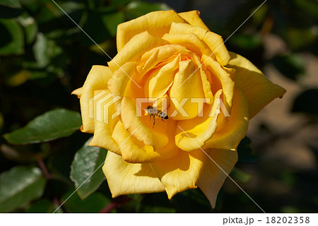 写真素材: 黄色いバラ(あゆみ)に近づく蜜蜂(花