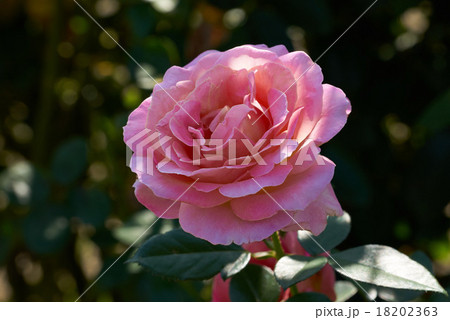 秋に咲く清楚なピンクのバラ エル 花菜ガーデン 平塚 の写真素材