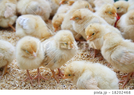 ひよこの群れ 18202468