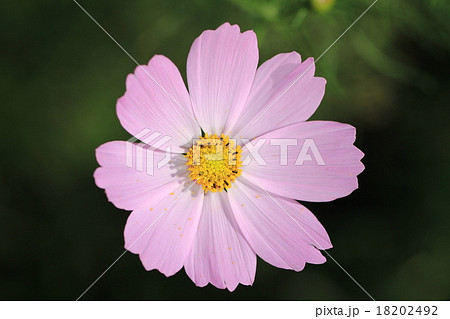 THEコスモス THEコスモス 18202492