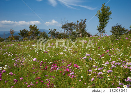花菜ガーデンのコスモス畑 背景の山は大山 平塚 神奈川 の写真素材