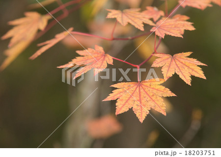 紅葉した楓(かえで) 紅葉した楓(かえで) 18203751
