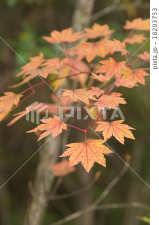紅葉した楓（かえで） 18203753