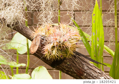 チランジア　横 18205421