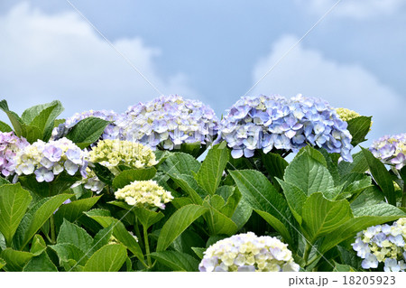 紫陽花 18205923