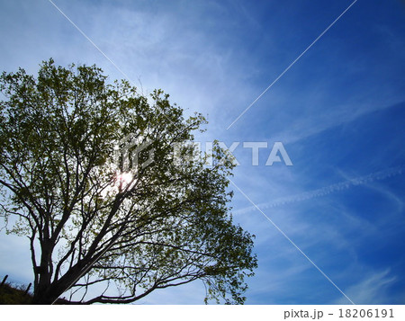 青空に輝く木 青空に輝く木 18206191