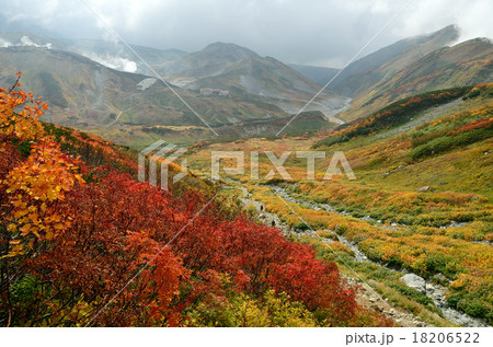 雷鳥坂の草紅葉 雷鳥坂の草紅葉 18206522