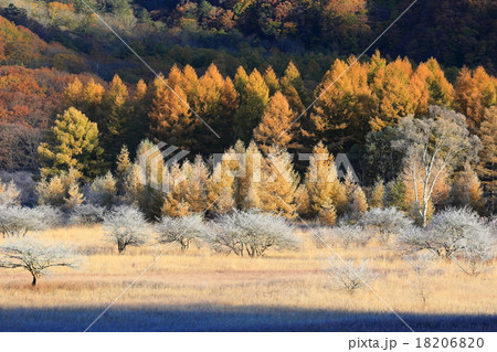 小田代が原 小田代が原 18206820