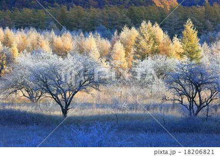 小田代が原 小田代が原 18206821