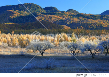 小田代が原 小田代が原 18206822