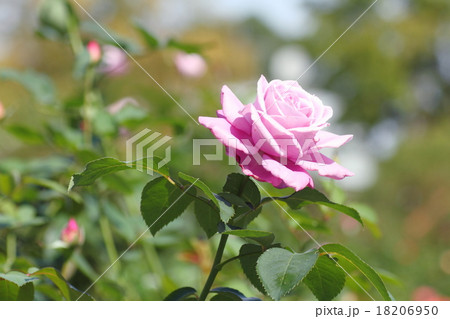 バラの花 シャルルドゴールの写真素材