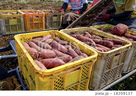 乾燥芋用サツマイモの収穫風景 茨城県ひたちなか市 ベニハルカ 乾燥芋用サツマイモの収穫風景 茨城県ひたちなか市 ベニハルカ 18209137