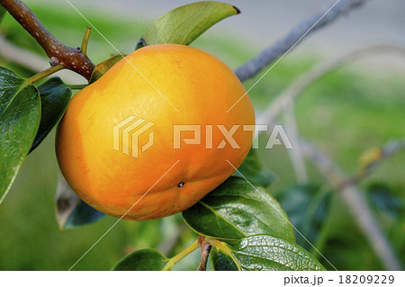 柿　柿の木 18209229