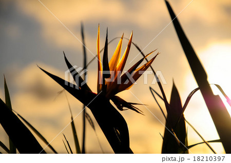 極楽鳥花 18210397