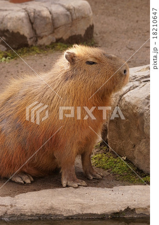 カピバラ 18210647