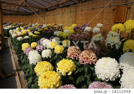 大輪の花が咲きそろう菊花展 18211048