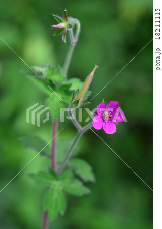 ゲンノショウコ 18211115