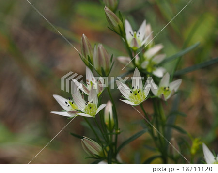 センブリ 18211120