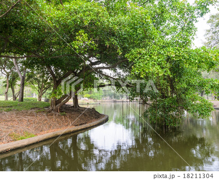 Banyan tree in the park Banyan tree in the park 18211304