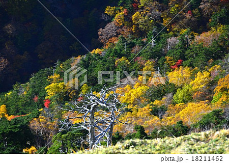 黄葉と白骨林 18211462