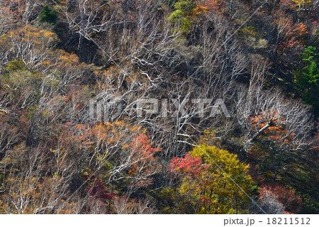 黄葉のダケカンバ林4(徳島県次郎笈峠) 黄葉のダケカンバ林4(徳島県次郎笈峠) 18211512
