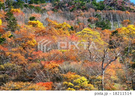 黄葉3 (徳島県次郎笈峠) 黄葉3 (徳島県次郎笈峠) 18211514