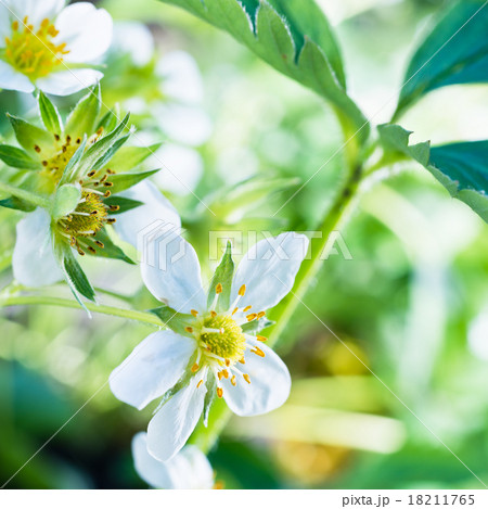 blooming strawberries blooming strawberries 18211765