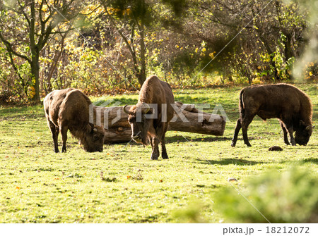 buffalos 18212072