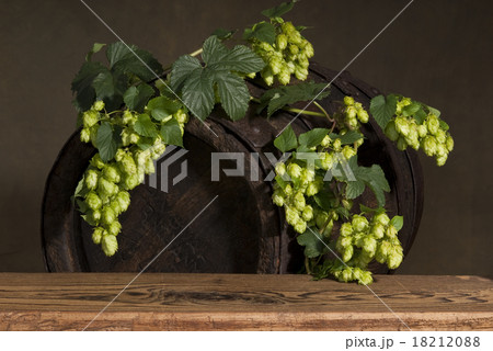 still life with hop cones 18212088