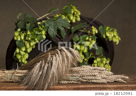 still life with hop cones 18212091