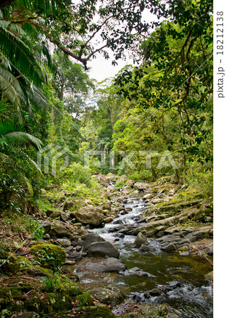 creek in Australia forest creek in Australia forest 18212138