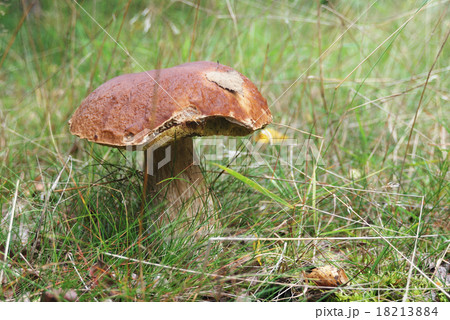 very beatiful cep in natural enviroment 18213884