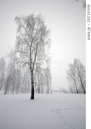 trees in the winter   18214306