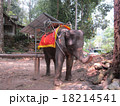 タイの象 18214541