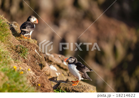 Atlantic puffin in Western Iceland Atlantic puffin in Western Iceland 18214622