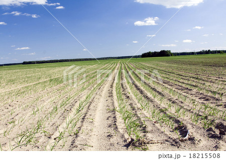 agricultural field  18215508