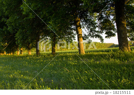 trees in  summer  18215511