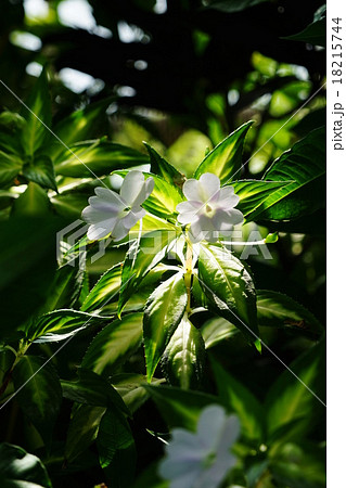 10月熱帯植物　ニューギニアインパチェンス・ツリフネソウ科04 18215744