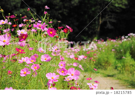 10月花　コスモス・キク科271くりはま花の国 18215785