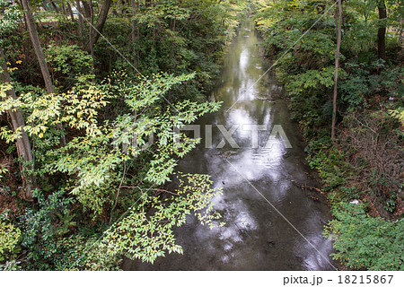 新堀橋の玉川上水 18215867