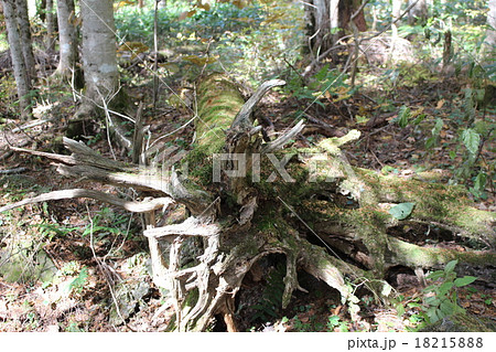苔むす樺の倒木 苔むす樺の倒木 18215888